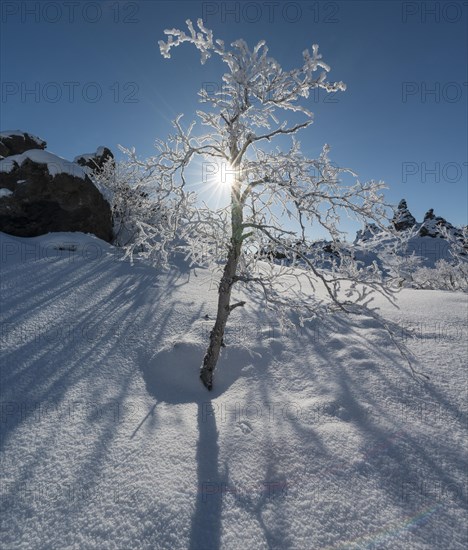 Sun shining on snowy bushes