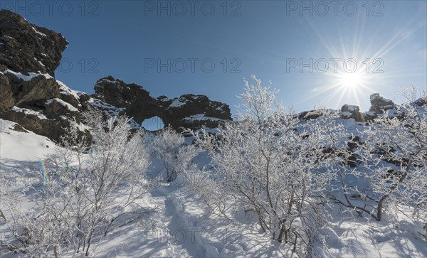 Sun shining on snowy bushes