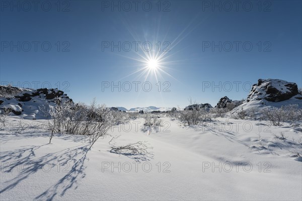 Sun shining on snowy bushes