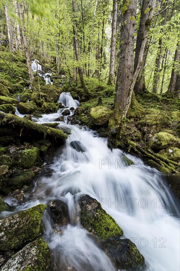 Stream running through forest