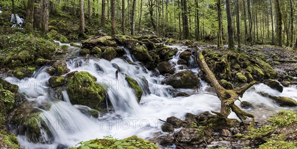 Stream running through forest