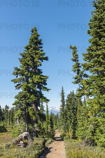 Hiking Panorama Ridge