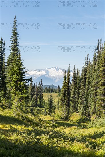 Forest and snow-capped mountains