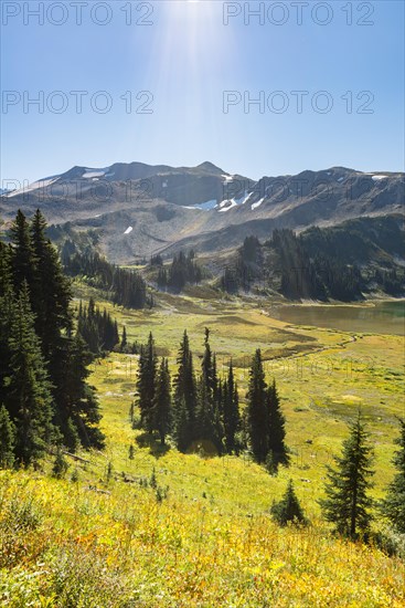 Forest and flowering meadow