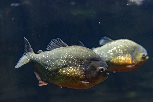 Red Piranhas (Pygocentrus nattereri)