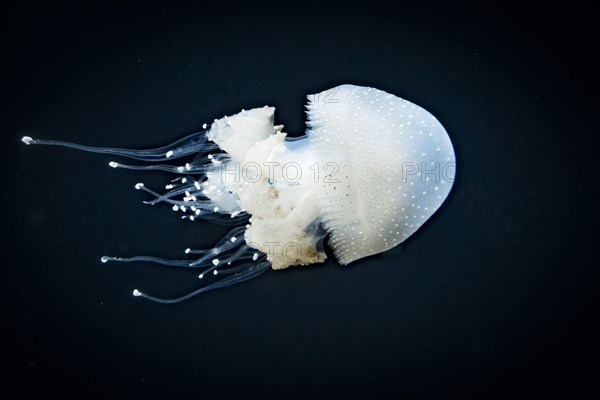 Jellyfish with white dots