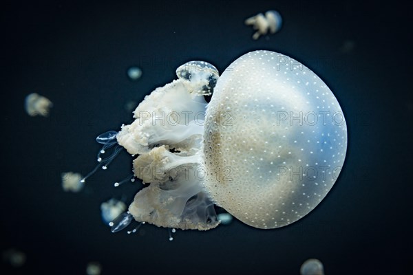 Jellyfish with white dots