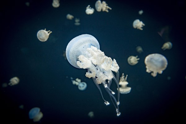 Jellyfish with white dots