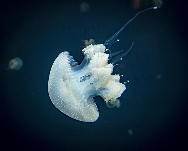 Jellyfish with white dots