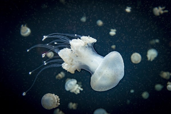 Jellyfish with white dots