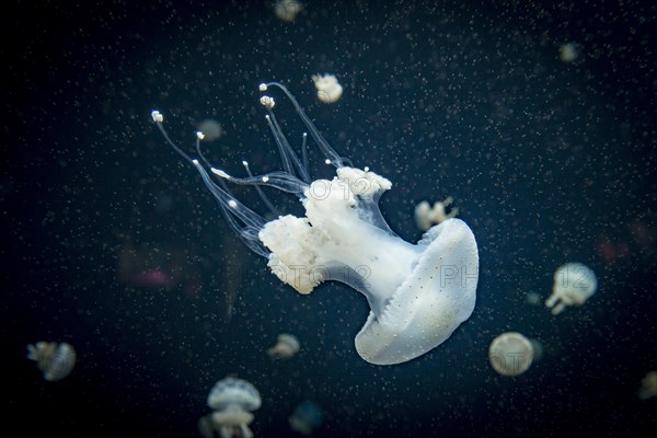 Jellyfish with white dots