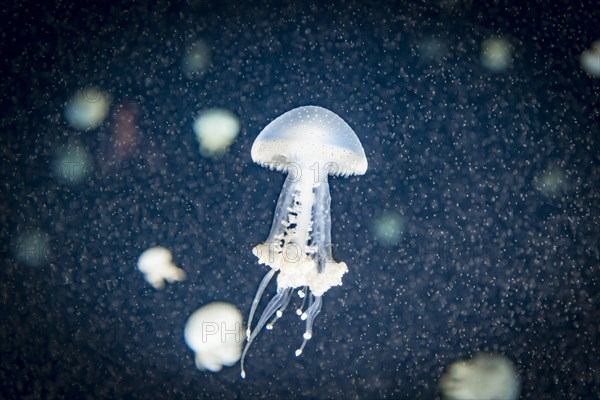 Jellyfish with white dots