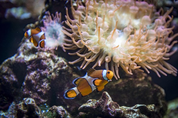 False percula clownfish (Amphiprion ocellaris) in front of a bubble-tip anemone (Entacmea quadricolor)