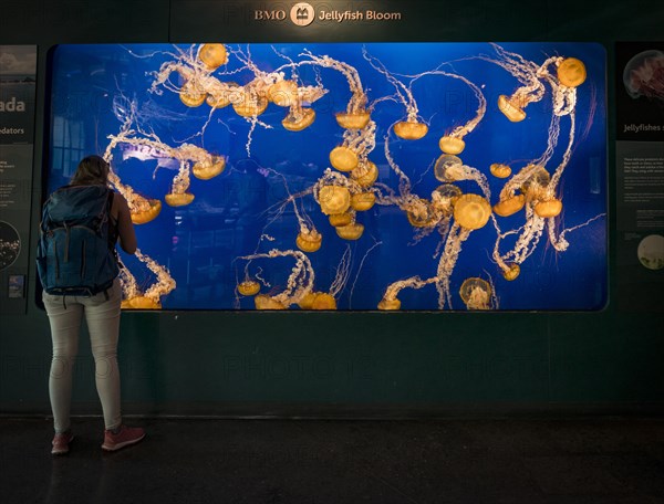 Visitor in front of an aquarium with Japanese sea nettle (Chrysaora pacifica)