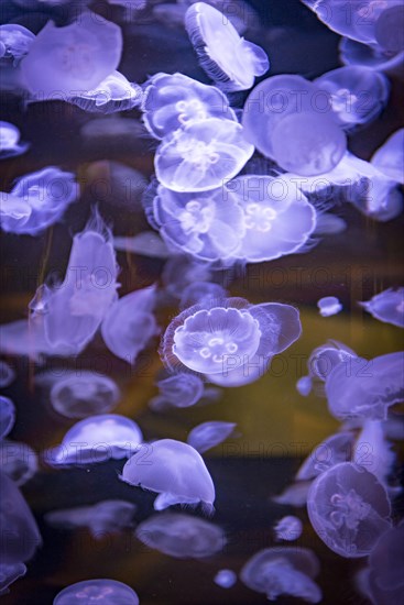 Many transparent Common jellyfishes (Aurelia aurita) in an aquarium