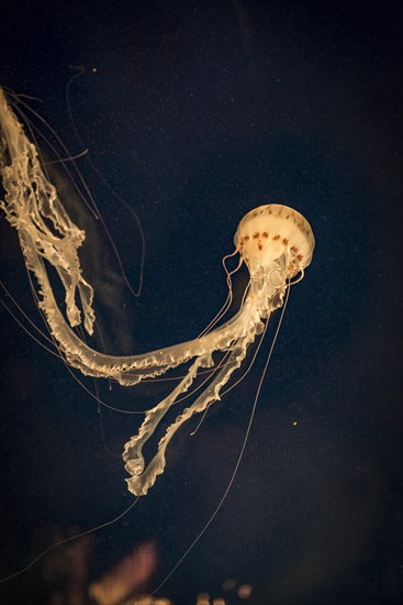 Japanese sea nettle (Chrysaora pacifica)