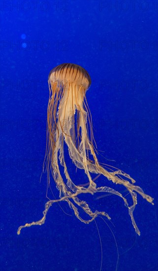 Japanese sea nettles (Chrysaora pacifica)