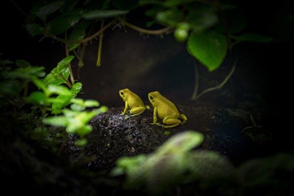 Terrible arrow poison frogs (Phyllobates terribilis)