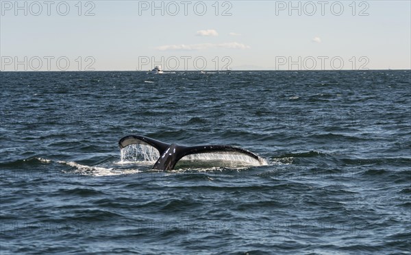 Humpback whale (Megaptera novaeangliae)