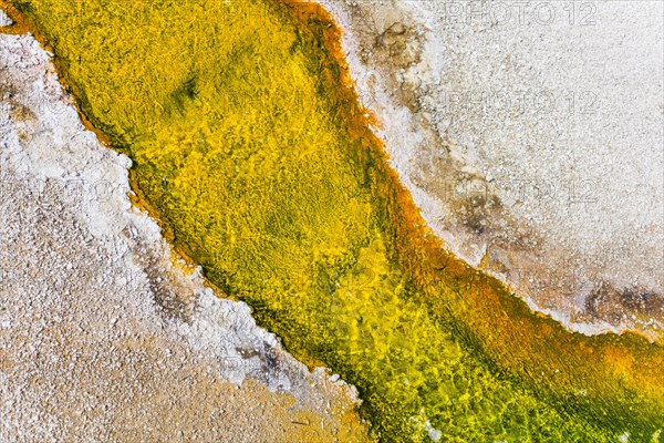 Yellow bacteria and algae in a hot spring at Black Sand Basin and Biscuit Basin