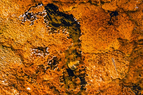 Yellow bacteria and algae in a hot spring at Black Sand Basin and Biscuit Basin