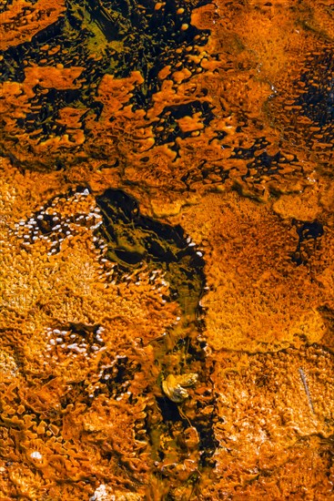 Yellow bacteria and algae in a hot spring at Black Sand Basin and Biscuit Basin