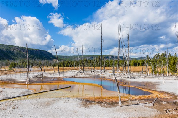 Dead trees at Opalescent Pool with mineral deposits