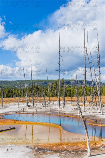 Dead trees at Opalescent Pool with mineral deposits