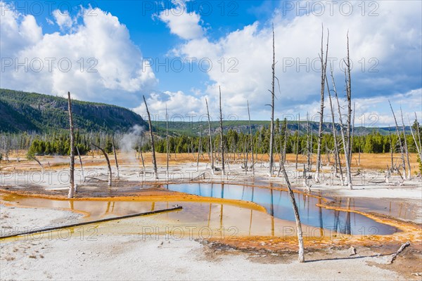 Dead trees at Opalescent Pool with mineral deposits