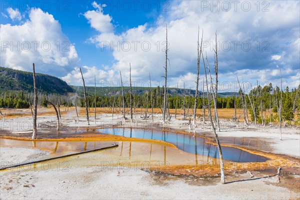 Dead trees at Opalescent Pool