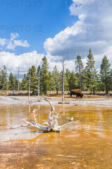 American Bison (Bos bison) grazes between dead trees at Opalescent Pool