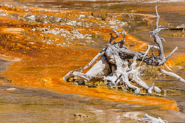 Gnarled tree root on yellow bacteria in a hot spring