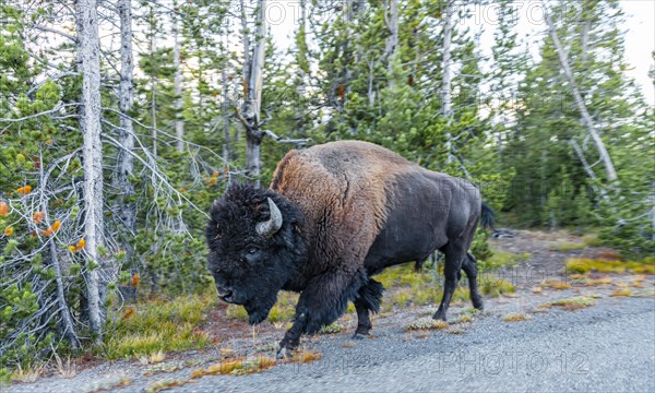 American Bison (Bison bison)