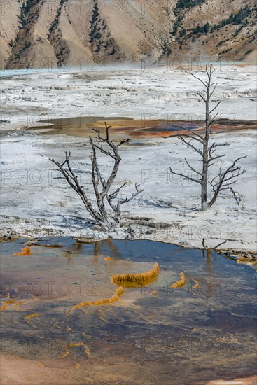 Dead trees on sinter terraces