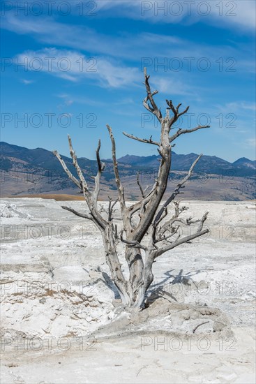 Dead tree