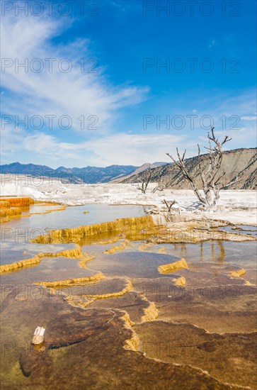 Dead trees on sinter terraces