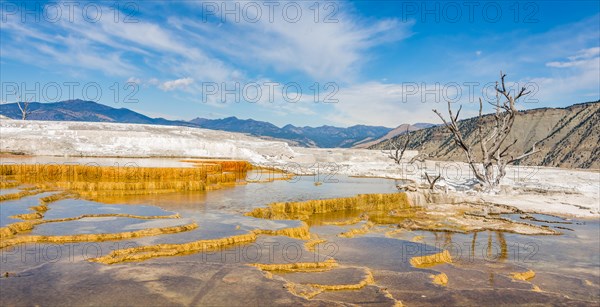 Dead trees on sinter terraces