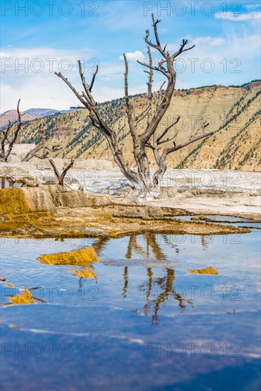 Dead trees on sinter terraces