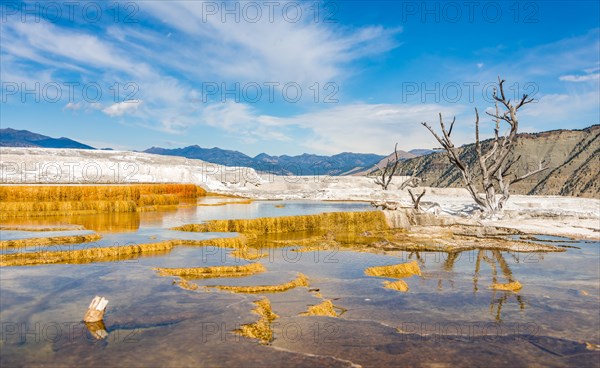 Dead trees on sinter terraces