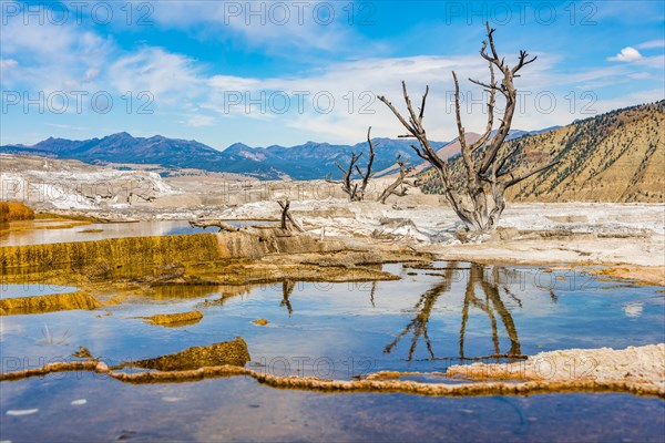 Dead trees on sinter terraces