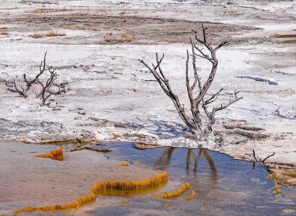 Dead trees on sinter terraces