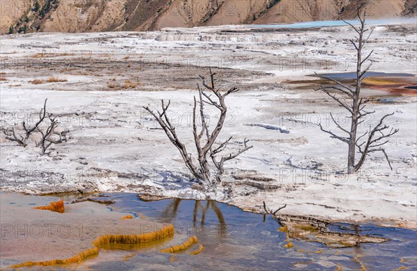 Dead trees on sinter terraces