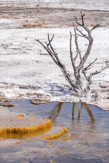 Dead tree on sinter terraces