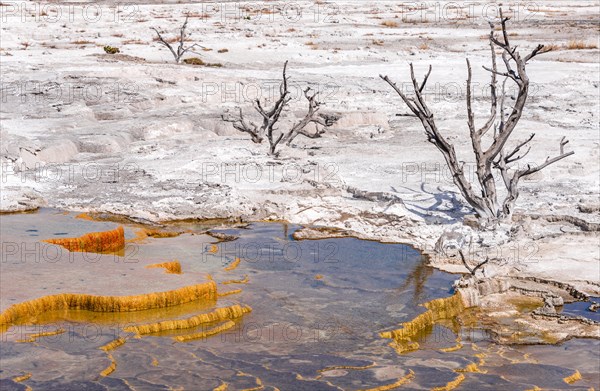 Dead trees on sinter terraces