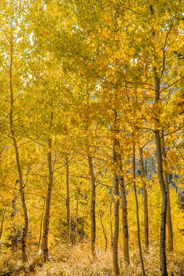Autumn yellow aspen