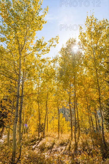 Autumn yellow aspen