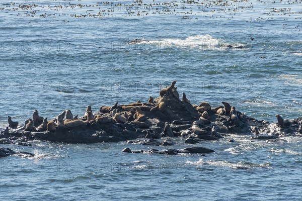 California sea lions (Zalophus californianus)