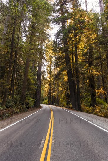 Highway through forest with coastal sequoia trees (Sequoia sempervirens)