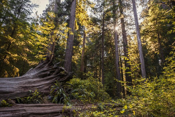 Coastal sequoia trees (Sequoia sempervirens)