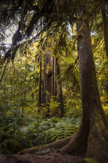 Coastal sequoia trees (Sequoia sempervirens)